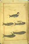 Folio 53a from Zakarīyā’ ibn Muḥammad al-Qazwīnī's Ajā’ib al-makhlūqāt wa-gharā’ib al-mawjūdāt (Marvels of Things Created and Miraculous Aspects of Things Existing) featuring five mythical sea creatures, including a human-headed fish and a winged fish. The thin, brittle, lightly glossed, fibrous, yellow-brown paper has horizontal laid lines. The illustrations are set within frames of two red and one blue lines.