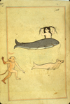 Folio 65a from Zakarīyā’ ibn Muḥammad al-Qazwīnī's Ajā’ib al-makhlūqāt wa-gharā’ib al-mawjūdāt (Marvels of Things Created and Miraculous Aspects of Things Existing) featuring a woman with long hair behind a large gray fish above a monkey (labeled insan al-ma', 'aquatic being') and a pink fish. The thin, brittle, lightly glossed, fibrous, yellow-brown paper has horizontal laid lines. The illustrations are set within frames of two red and one blue lines.