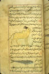 Folio 108a from Zakarīyā’ ibn Muḥammad al-Qazwīnī's ‘Ajā’ib al-makhlūqāt wa-gharā’ib al-mawjūdāt (Marvels of Things Created and Miraculous Aspects of Things Existing), featuring a bullock, labelled baqar al-ma' ('cattle of the sea') and below a long fish drawn using opaque watercolors and ink in the middle of the text. The thin, light-brown, lightly glossed paper has vertical laid lines. The text is written in a careful medium-small nasta‘liq script, in black ink with headings in red. The text is enclosed in frames formed of one blue and two red thin lines.