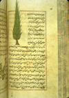 Folio 191b from Zakarīyā’ ibn Muḥammad al-Qazwīnī's ‘Ajā’ib al-makhlūqāt wa-gharā’ib al-mawjūdāt (Marvels of Things Created and Miraculous Aspects of Things Existing), featuring a yew tree drawn using opaque watercolors and ink in the upper left corner of the text. The thin, light-brown, lightly glossed paper has vertical laid lines. The text is written in a careful medium-small nasta‘liq script, in black ink with headings in red. The text is enclosed in frames formed of one blue and two red thin lines.
