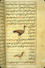 Folio 370b from Zakarīyā’ ibn Muḥammad al-Qazwīnī's ‘Ajā’ib al-makhlūqāt wa-gharā’ib al-mawjūdāt (Marvels of Things Created and Miraculous Aspects of Things Existing), featuring an ostrich and an orange bird drawn using opaque watercolors and ink in the middle of the text. The thin, light-brown, lightly glossed paper has vertical laid lines. The text is written in a careful medium-small nasta‘liq script, in black ink with headings in red. The text is enclosed in frames formed of one blue and two red thin lines.