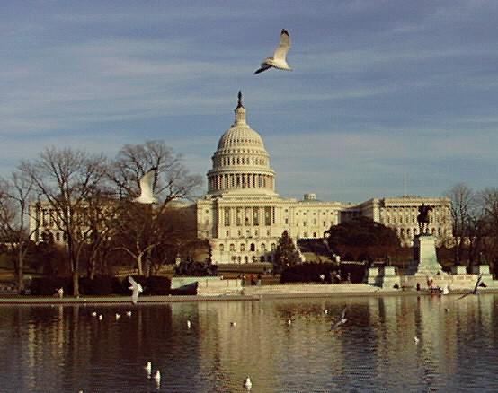 A color view of the Capitol from across the Reflecting Pool.  Several birds are on the water and one is flying over the Reflecting Pool.