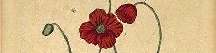 Botanical illustration of a red poppy.