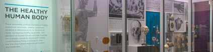 Photograph of an anatomy exhibit