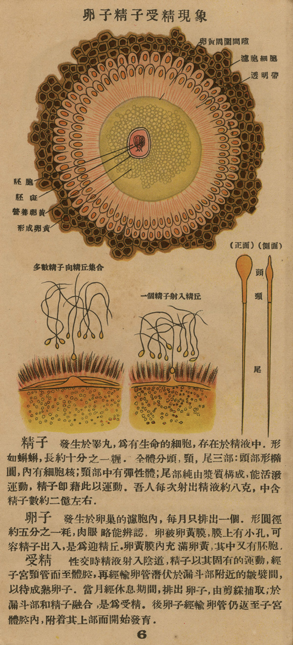Page of text from a fold-out booklet with anatomical illustrations of the female reproductive anatomy