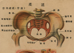 Page of text from a fold-out booklet with anatomical illustrations of the female reproductive anatomy