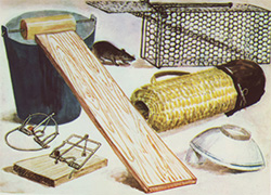 Image of rat traps on a table, a rat shown in the back