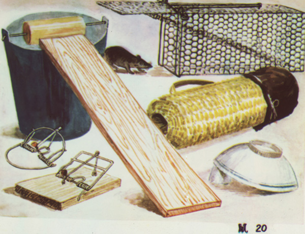 Image of rat traps on a table, a rat shown in the back