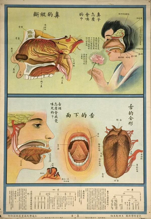 Anatomical poster with illustrations of the human nose and tongue and text