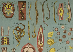 Anatomical poster with illustrations and text