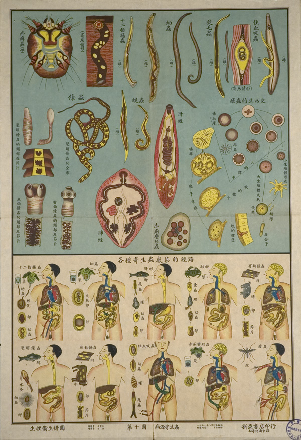 Anatomical poster with illustrations and text