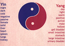 Red and blue yin and yang with lists of associated words on either side describing each element of yin and yang