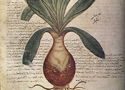 Page from a facsimile of a manuscript by Dioscorides known as <i>Codex Vindobonensis</i> showing an onion in the center of the page surrounded by text in Greek with some words in Arabic