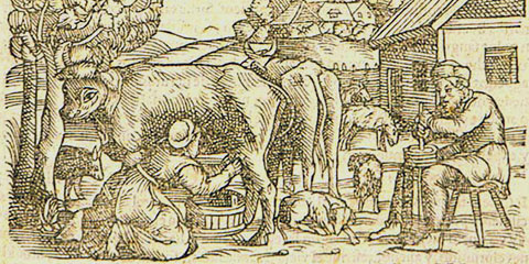 A woodcut of a woman milking a cow and a man churning butter