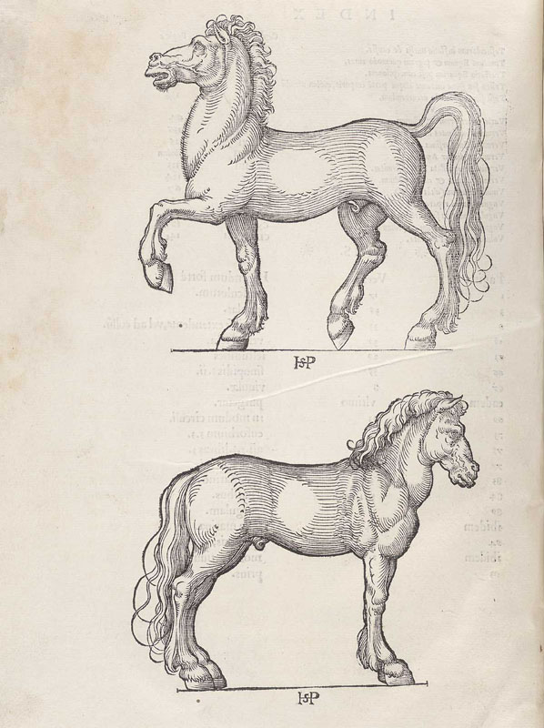 Woodcut illustration of two horses, in upper part of the page is a horse facing left with uplifted front left foot and tail, at bottom a horse facing right with all four feet on the ground.