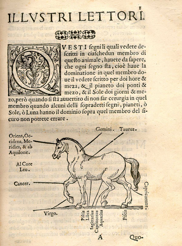 Woodcut illustration showing a horse facing left with lines indicating different parts of the horse body affected by the different zodiac constellations