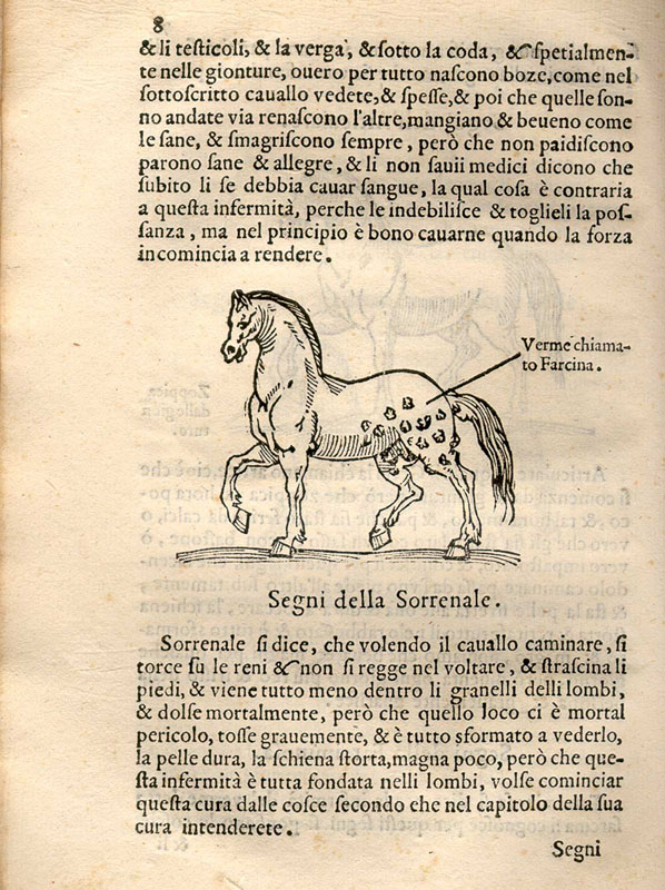 Woodcut illustration set in the text showing a horse facing left with a parasitic worm infection on its hind quarters.