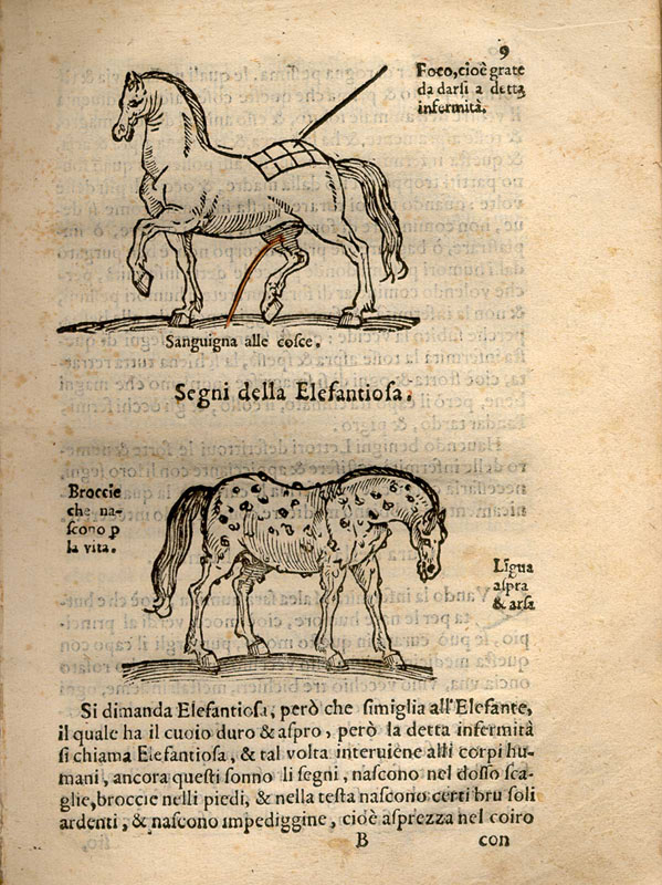 Woodcut horse illustration showing one horse at the top of the page facing left with an infection on the back of its hind quarters and a horse in the lower portion of the page with a skin disease.