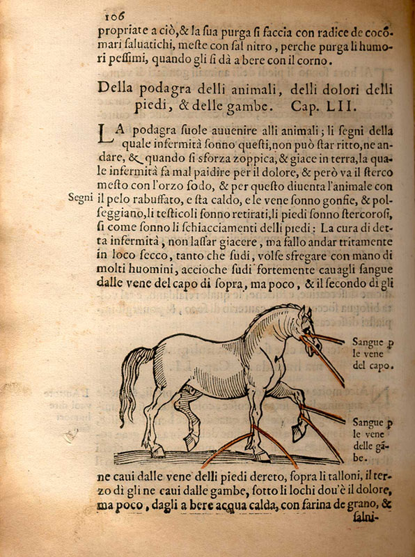 Woodcut bloodletting illustration showing a horse facing right with cuts releasing blood from its face and front legs, all surrounded by text.