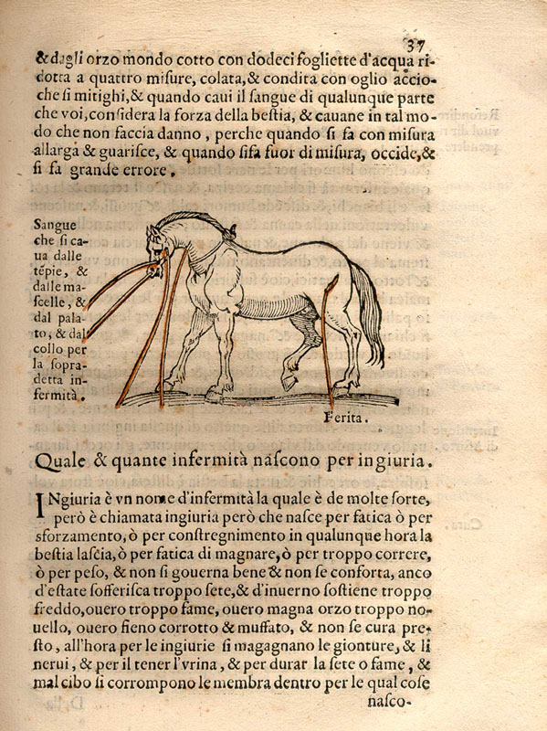 Woodcut illustration set in the text showing a horse with cuts releasing blood from its face, neck and hip.