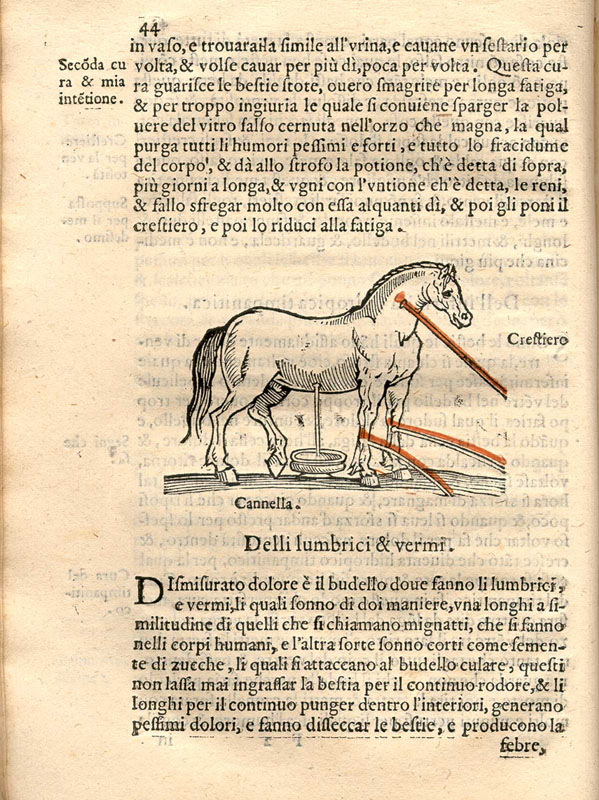 Woodcut illustration set in the text showing a horse facing right with cuts releasing blood from its neck, front legs, and belly.