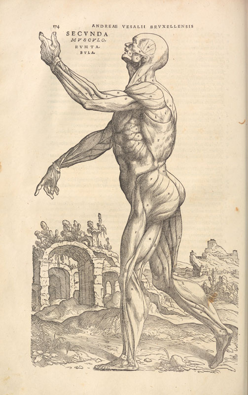 Woodcut anatomical illustration of a man standing and facing left with right arm uplifted, showing exposed musculature, with ruined stonework in the background.