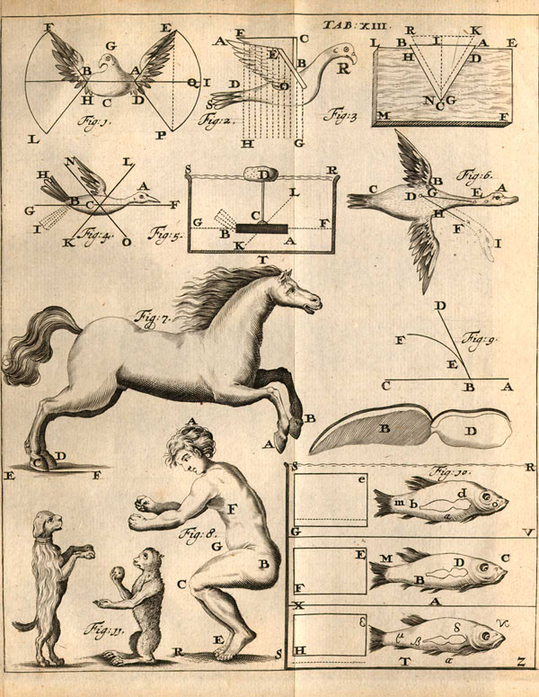 Copperplate engraved illustration showing the physics of motion of three birds, three fish, and a leaping horse, with comparisons of a squatting man, dog and monkey.