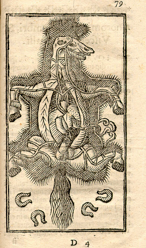 Woodcut illustration of a dissected horse on its back exposing muscles, arteries, and internal organs, with four horseshoes.
