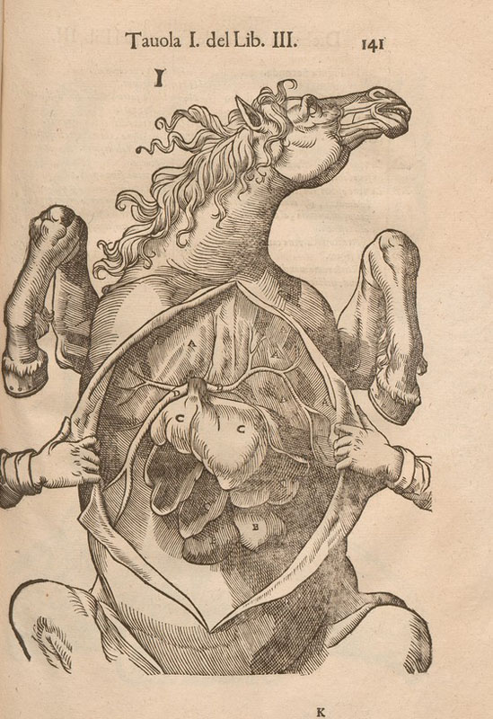 Woodcut of the dissection of a horse on its back with two human hands pulling open the abdominal cavity showing internal organs.