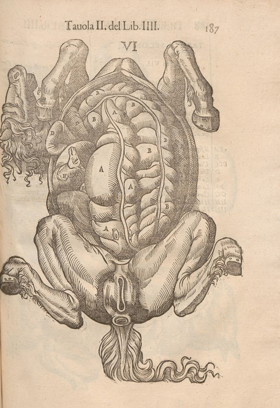 Woodcut of the dissection of a female horse on its back with open abdominal cavity showing internal organs, especially the intestines and a placenta.