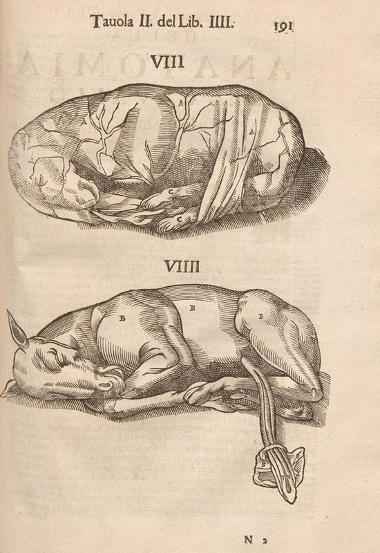 Woodcut illustrations of two fetal horses, the upper horse still in its placenta, the lower one outside placenta but still in fetal position with umbilical cord exposed.