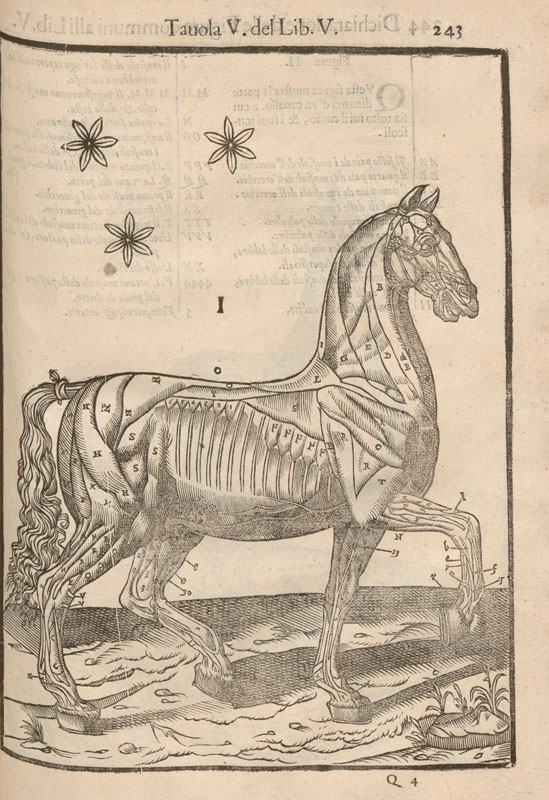 Woodcut anatomical illustration of a standing horse in profile showing exposed musculature in a landscape with stars.