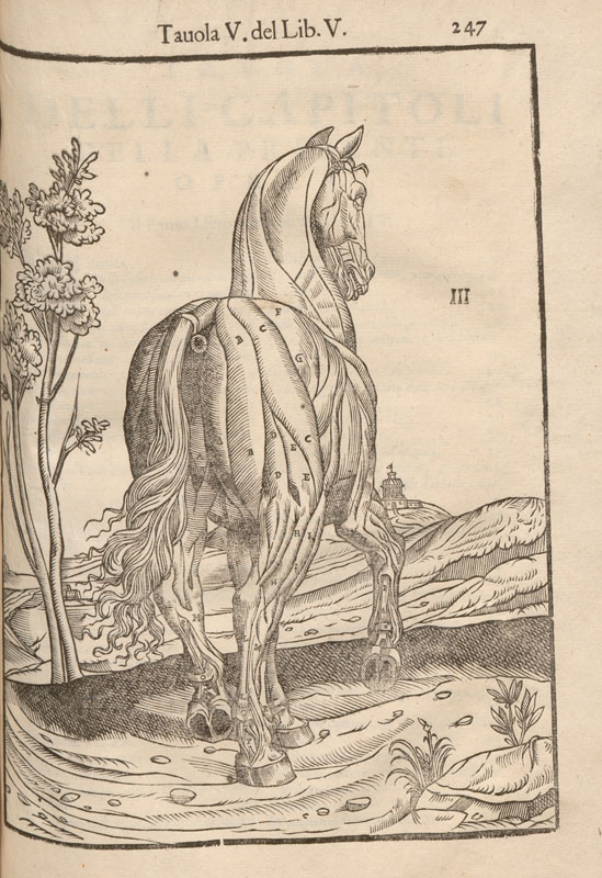 Woodcut anatomical illustration of a horse viewed from behind showing exposed musculature in a landscape with stars.