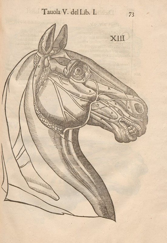Woodcut of a horse’s head in profile with muscles, arteries and bones of the skull exposed.