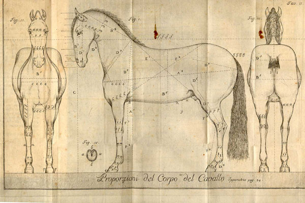 Copperplate engraving of a horse’s proportions, showing three views: facing forward, facing left, facing away, with caption, “Proporzione del corpo del cavallo”.