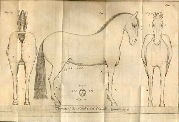 Copperplate engraved illustration of a horse’s proportions, showing three horses: on the far left the horse is shown from the rear, in the center the horse is facing right, on the far right the horse is shown from the front, with caption, “Direzioni de’ membri del cavallo”