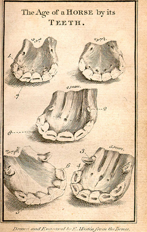 Copperplate engraved illustration of five sets of horse teeth in from horses of various ages.