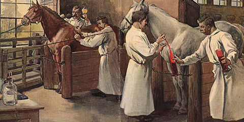 A drawing illustrating people in white coats collect blood from horses.