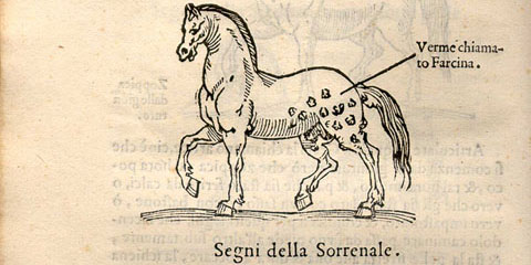 Woodcut illustration set in the text showing a horse facing left with a parasitic worm infection on its hind quarters.