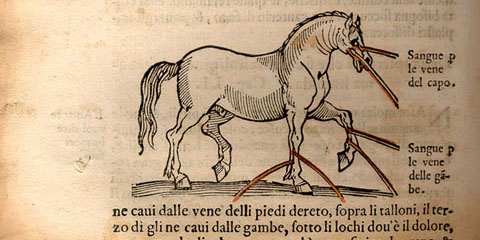 Woodcut bloodletting illustration showing a horse facing right with cuts releasing blood from its face and front legs, all surrounded by text.