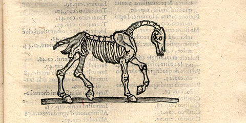 Woodcut illustration of a horse skeleton facing right with text above in Italian