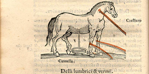 Woodcut illustration set in the text showing a horse facing right with cuts releasing blood from its neck, front legs, and belly.