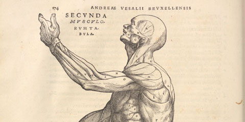 Woodcut anatomical illustration of a man standing and facing left with right arm uplifted, showing exposed musculature, with ruined stonework in the background.