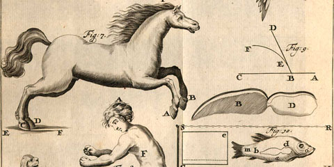 Copperplate engraved illustration showing the physics of motion of three birds, three fish, and a leaping horse, with comparisons of a squatting man, dog and monkey.