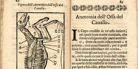 Open book showing a woodcut of a horse skeleton parts of the body labeled with numbers indexed to text on the facing page.
