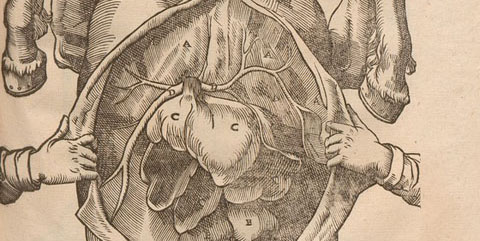 Woodcut of the dissection of a horse on its back with two human hands pulling open the abdominal cavity showing internal organs.