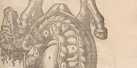 Woodcut of the dissection of a female horse on its back with open abdominal cavity showing internal organs, especially the intestines and a placenta.