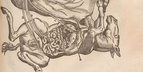 Woodcut illustration of a fetal horse attached by umbilical cord to a large complex placenta.