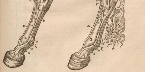 Woodcut of a horse’s hindquarters with muscles and arteries exposed