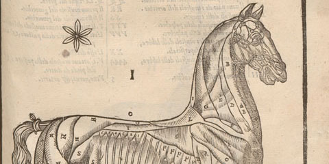 Woodcut anatomical illustration of a standing horse in profile showing exposed musculature in a landscape with stars.